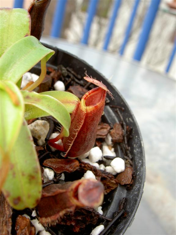 Nepenthes tentaculata